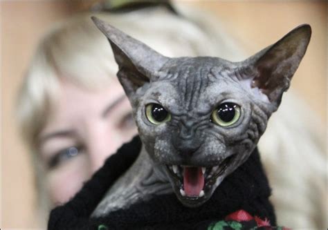 Creepy And Ugly Cats