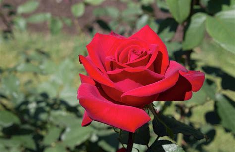Single Red Rose Photograph By Lamont Johnson Fine Art America