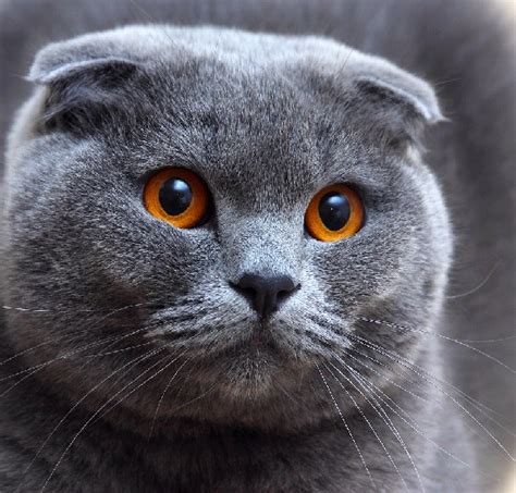 8 Things You Didnt Know About Scottish Folds Quiz