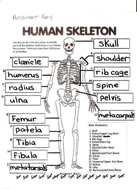 Bones In The Human Body Arms Worksheets 99worksheets