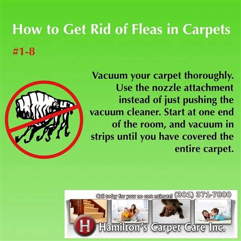 How To Get Rid Of Fleas In Carpets Fleas Can Confuse Carpet With A Pet