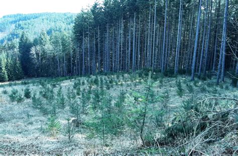 Reforestation In Italy Reforest Action