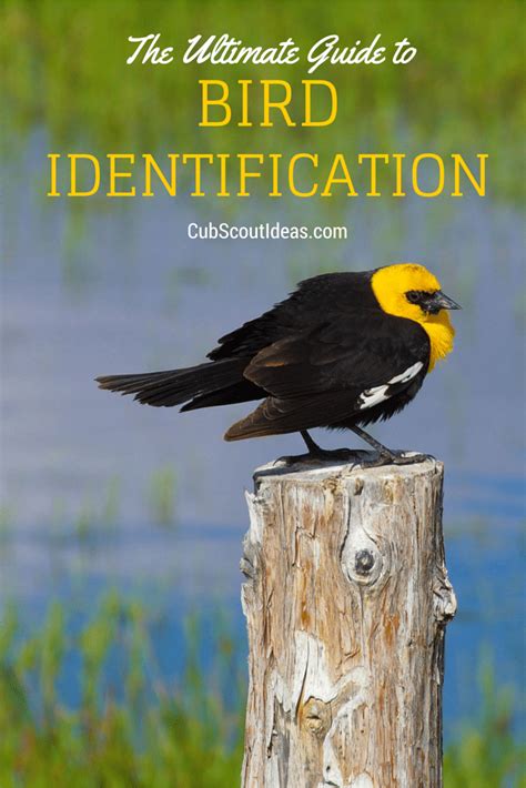 Ultimate Guide To Bird Identification For Cub Scouts ~ Cub Scout Ideas