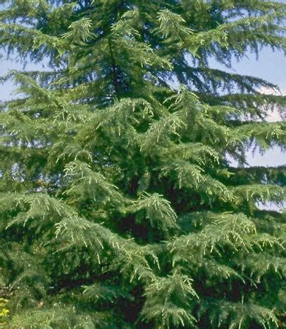 Cedrus 'Himalayan Cedar' Tree 10