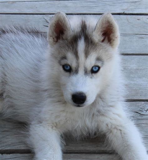 Pourquoi les chiens gardent leurs yeux bleus ? Chien Gris Aux Yeux Bleus - Cute of Animals