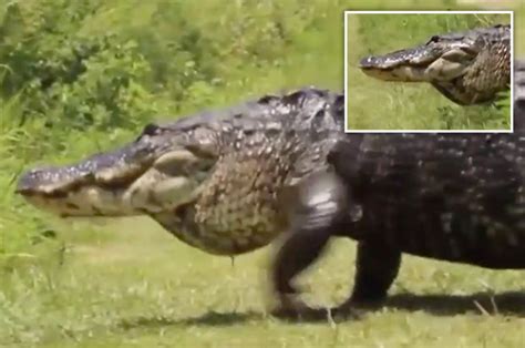 Biggest Alligator Ever Seen Filmed Casually Strolling