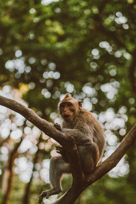 A Floresta Sagrada Dos Macacos Em Bali Ubud Danielle Noce