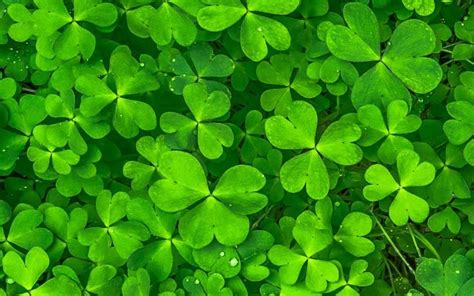 Tanaman ini memiliki bentuk yang unik karena daunnya menyerupai pedang dengan warna hijau dan belang kuning, warna daunnya yang cerah dapat menghidupkan suasana ruangan, tanaman ini juga tahan terhadap perubahan cuaca. Warna-Warna Kesukaan Nabi, Bukan Hanya Hijau - Islampos