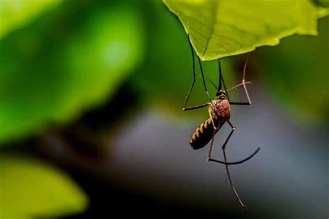 How To Keep Mosquitoes Away From Your Pond Water Garden Advice