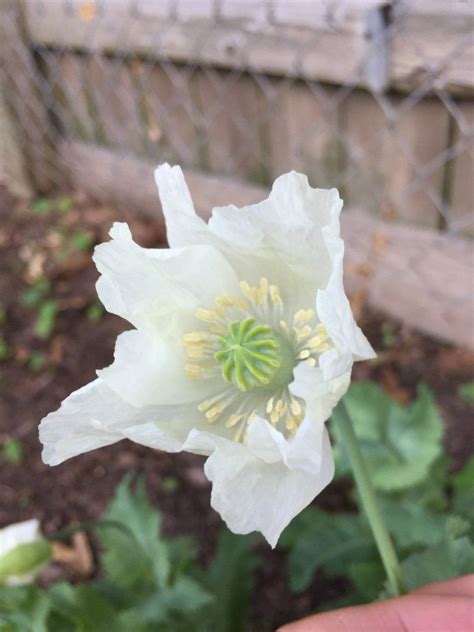 Persian White Poppy Poppy Papaver Somniferum Seeds 200mg