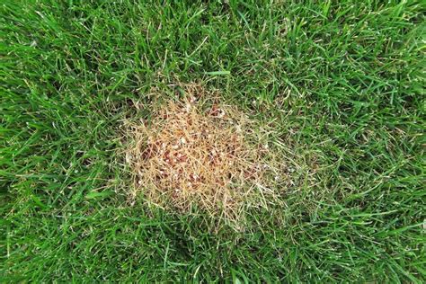 How To Protect Your Backyard From Harmful Lawn Fungi What Liberty Ate