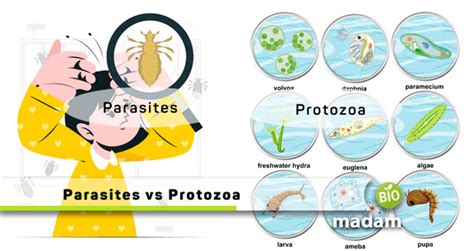 Difference Between Parasite And Protozoa Biomadam