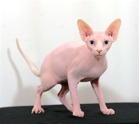 Standard Of The Sphynx Breed Nobilgatti