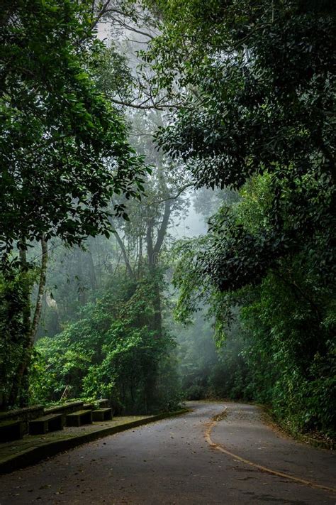 Foggy Jungle Stock Image Image Of Costa Landscape 115777391