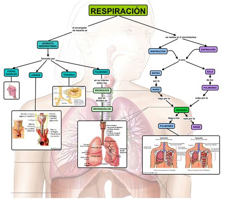 Mapa Mental Del Sistema Respiratorio Con Dibujos Tesmapa
