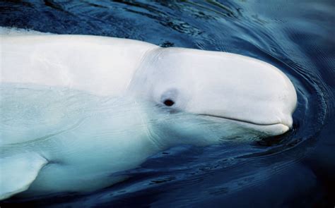 Beluga Whales Delphinapterus Leucas Wwf Canada
