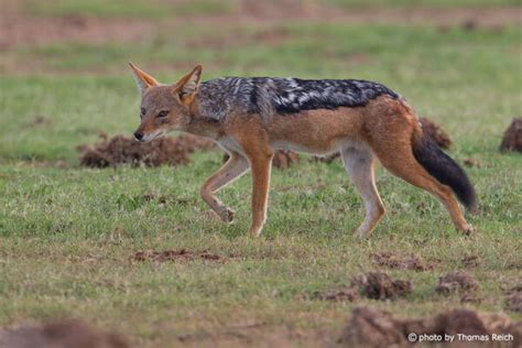 Black Backed Jackal Canis Mesomelas Info Details Facts And Images