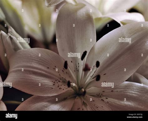 Open Cut Lilies Hi Res Stock Photography And Images Alamy