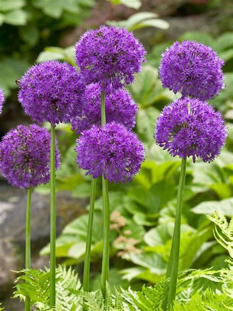 Allium Purple Sensation Bluestone Perennials Spring Flowering Bulbs