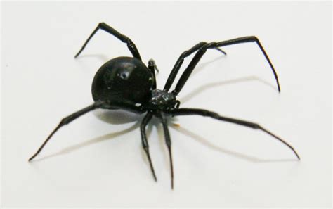 Venomous Spiders To Watch Out For Ufifas Extension Suwannee County