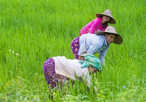 Burmese Farmers At A Rice Field Editorial Photography Image Of Worker