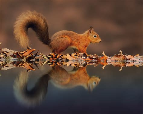 Selective Focus Mirror Photography Of Brown Squirrel Hd Wallpaper