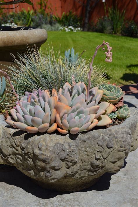 Succulents In A Carved Stone Pot Succulents Planting Succulents Succulent Gardening