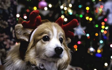 Christmas Animals Wallpapers Wallpaper Cave