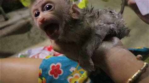 Poor Baby Monkey Taking A Bath For Julito He Is So Tiny Baby He Feels