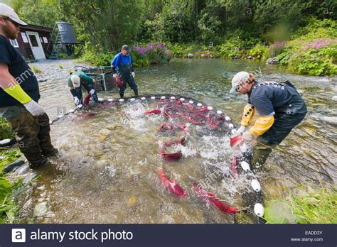 Alaska Department Of Fish And Game Employees Capture Red