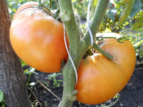 Високорослі томати — Насіння Олександра Федорченка