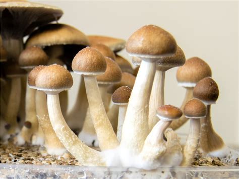 Calgary Researchers Buzzing Over Magic Mushrooms Medical Merits