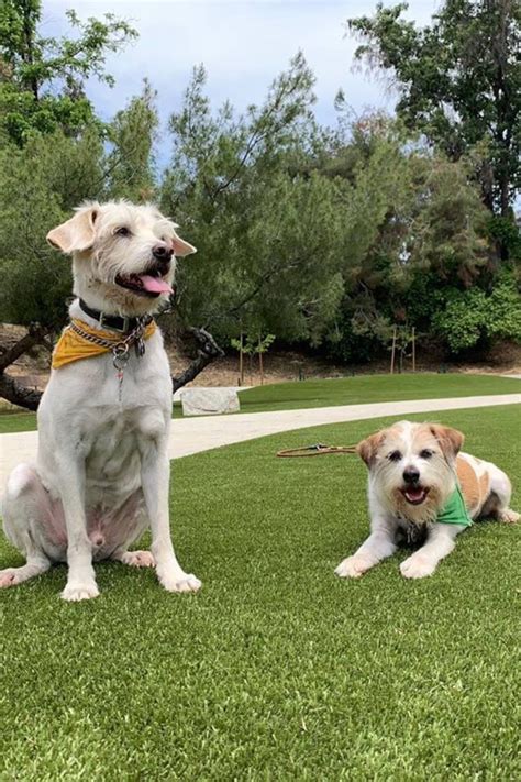 Select from premium dog grass images of the highest quality. Eagle Rock Dog Park (With images) | Dog park, Dogs, K9 grass