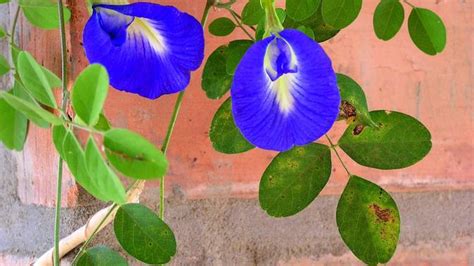 48+ grunner til kasiat bunga tunjung biru! Tak Hanya Cantik, Bunga Telang Biru Juga Berkhasiat - Sex & Health Bintang.com