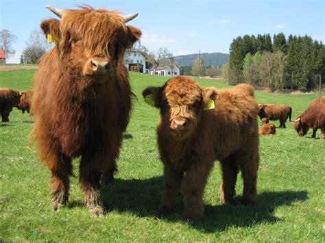 Highland Cattle