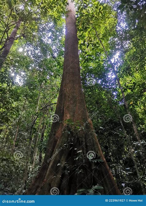 Looking Up The Trunk Of A Giant Rainforest Tree To The Canopy Fresh