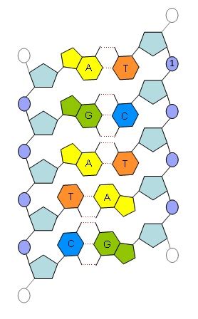 With every staar practice test, you can view the correct answer after you answer a question. Biology Staar Questions : 2 STAAR Review 16_17 | Genetics ...
