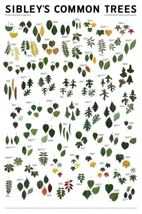 Sibleys Common Trees Of Eastern North America Poster Tree