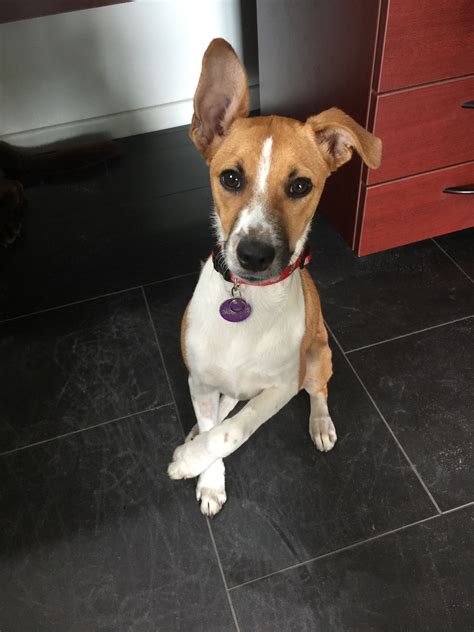 D375 Dory Medium Female Jack Russell Terrier Mix Dog In Nsw Petrescue