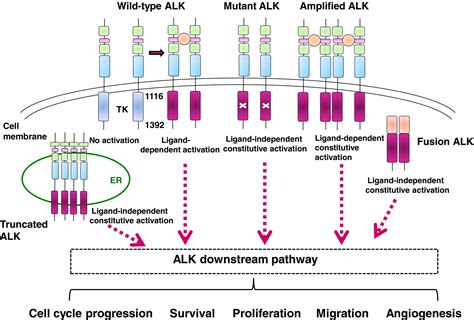 The Role Of Anaplastic Lymphoma Kinase In Pediatric Cancers Takita