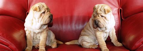 Schöne junge frau, die spaß auf der couch hat. Dicke Hunde auf Sofa - Tierheilpraxis Adrion