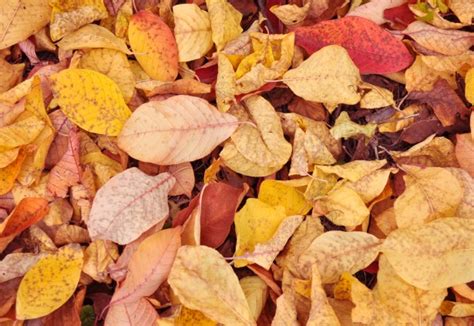 Background Of Autumn Leaves Free Stock Photo Public Domain Pictures