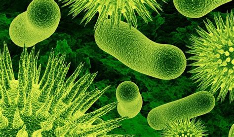 What Role Do Microorganisms Play In Our Health Alkaline Diet