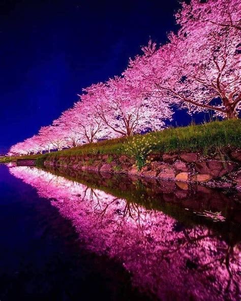 Sakura In Japan Nature Photography Beautiful Landscapes Nature