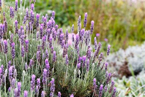 15 Fragrant Flowers For A Sweet Smelling Garden