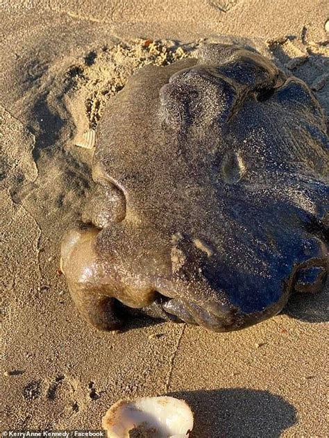 Blob Like Sea Creature Washes Up On Queensland Beach Weird Sea