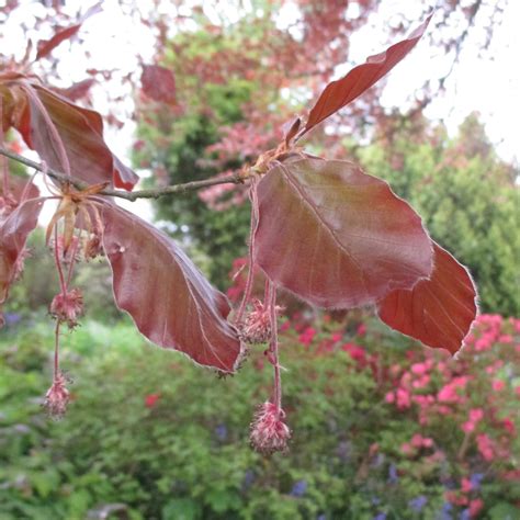 Fagus Sylvatica F Purpurea In Insole Court