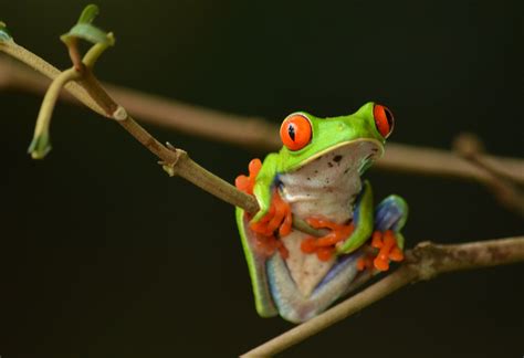 Red Eyed Tree Frog The Parody Wiki Fandom Powered By Wikia