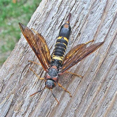 • developing horntail larvae can be detected • during egg laying (oviposition) the host larva is paralyzed with a sting after which the egg is laid. Pigeon Horntail (Family Siricidae) - Field Station