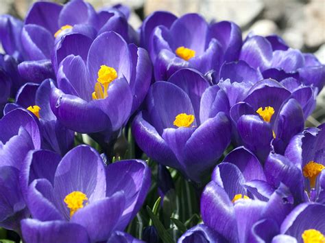 8 schöne Frühlingsblumen und wie Sie sie richtig pflegen ...